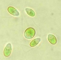 Dunaliella salina